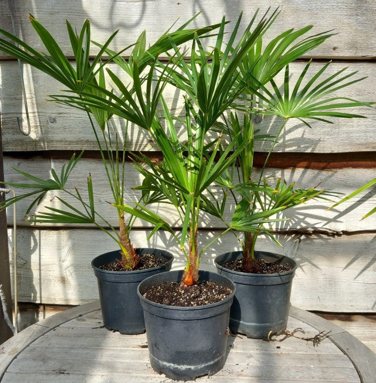 Trachycarpus hybrid: wagnerianus x princeps