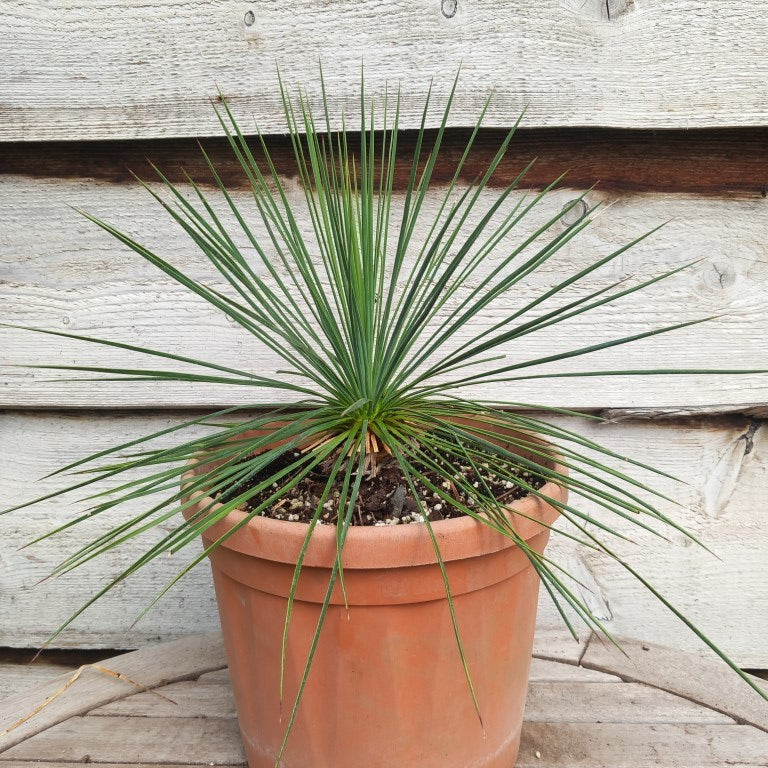 Yucca linearifolia