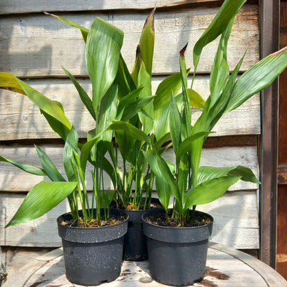 Aspidistra elatior, total 70-90 cm, 5 ltr. pot