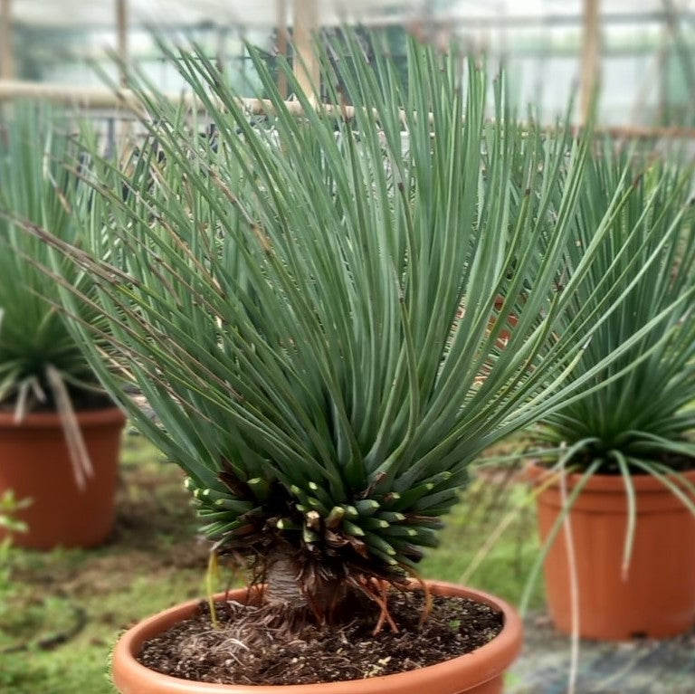 Agave striata