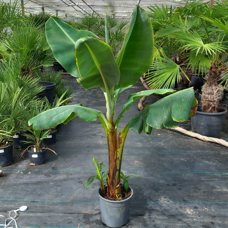 Musa acuminata dwarf cavendish