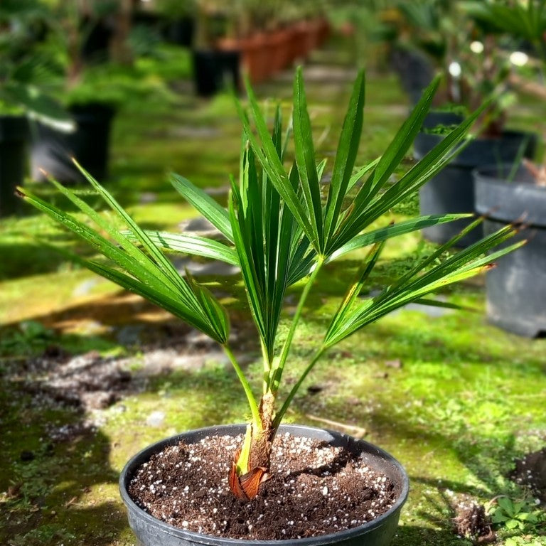 Trachycarpus hybrid: wagnerianus x princeps