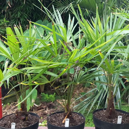 Trachycarpus fortunei