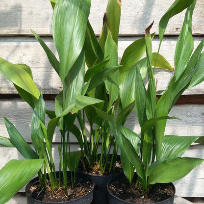 Aspidistra elatior, total 70-90 cm, 5 ltr. pot