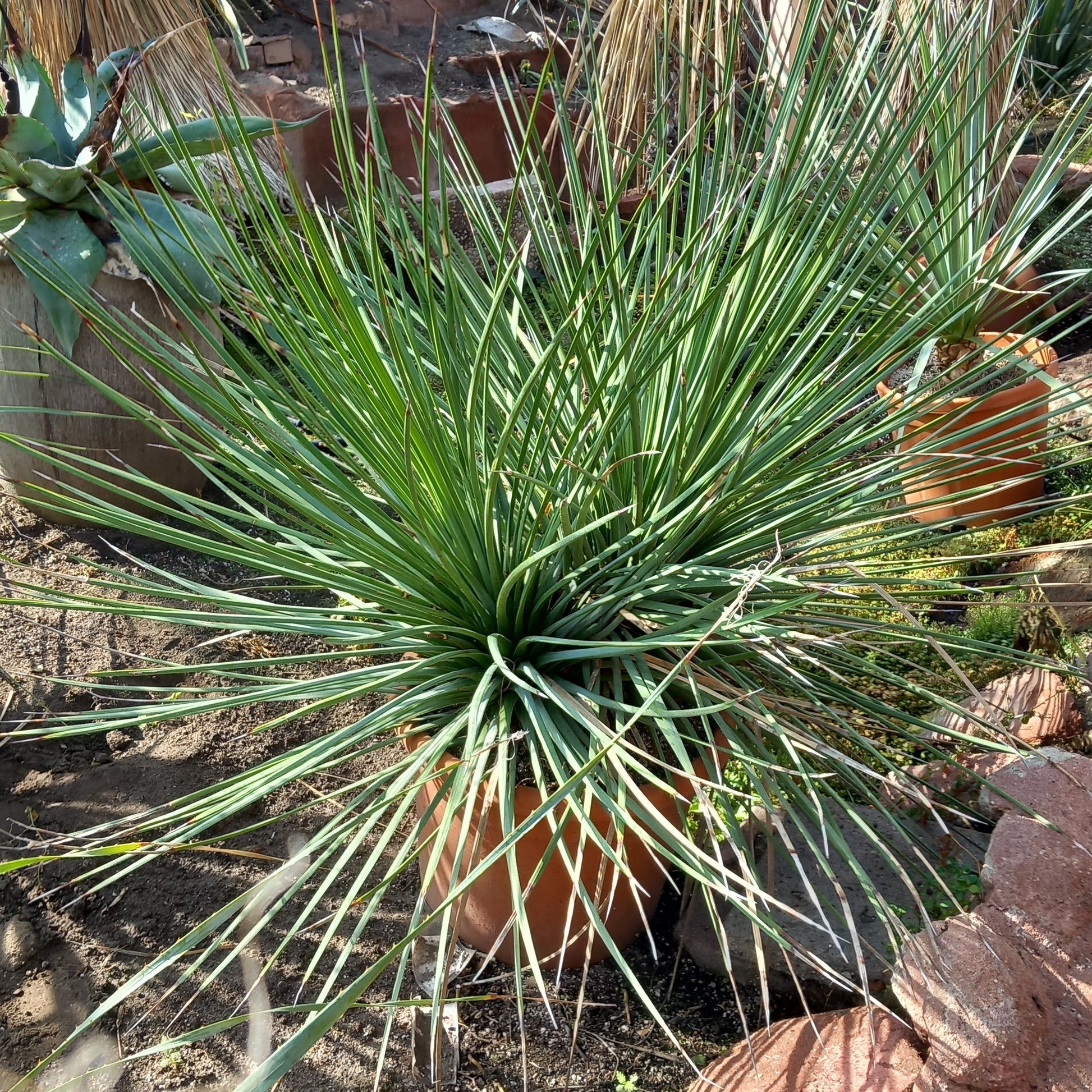 Agave striata double, diam. 130 cm, plant/total 90/120 cm (MT2)