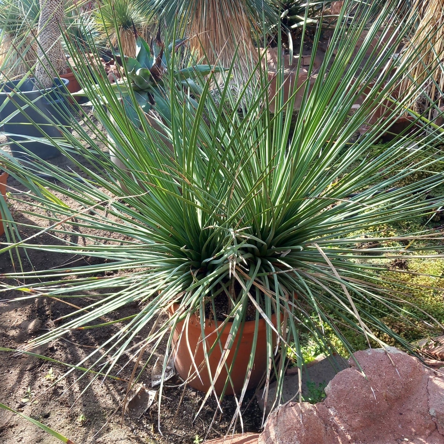 Agave striata double, diam. 130 cm, plant/total 90/120 cm (MT2)