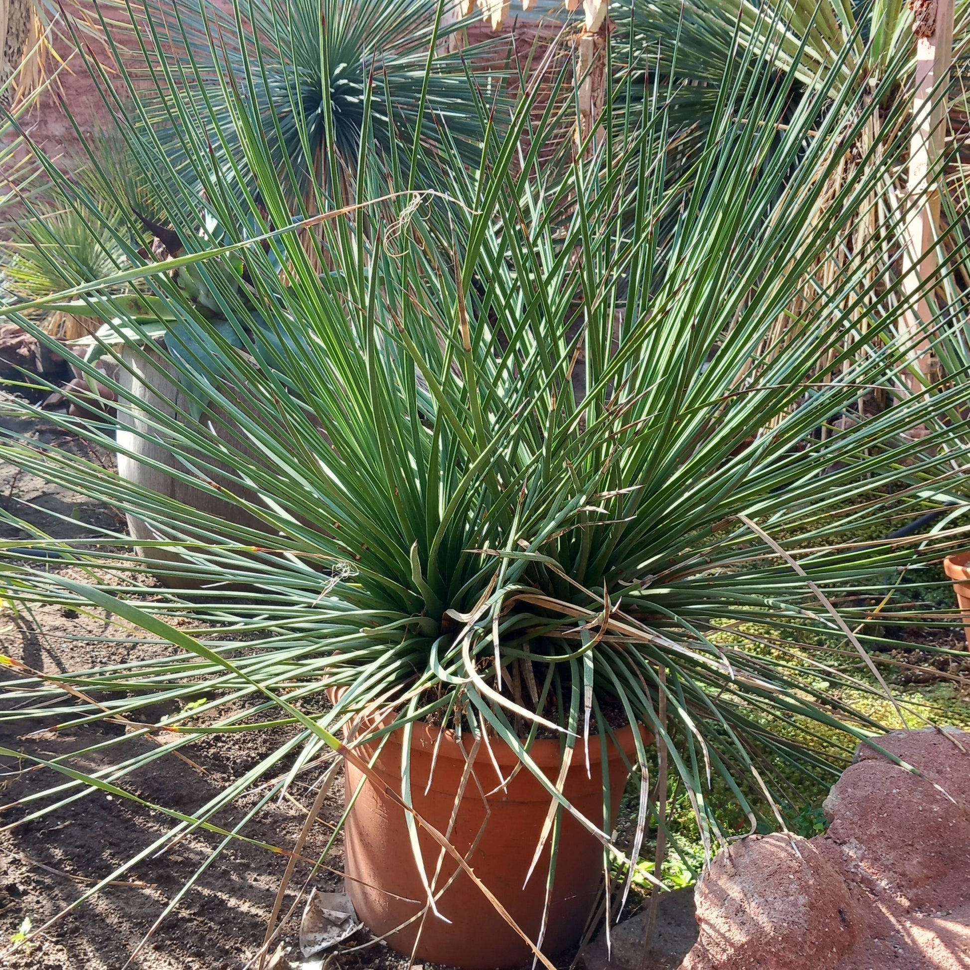 Agave striata double, diam. 130 cm, plant/total 90/120 cm (MT2)