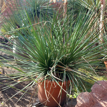 Agave striata double, diam. 130 cm, plant/total 90/120 cm (MT2)