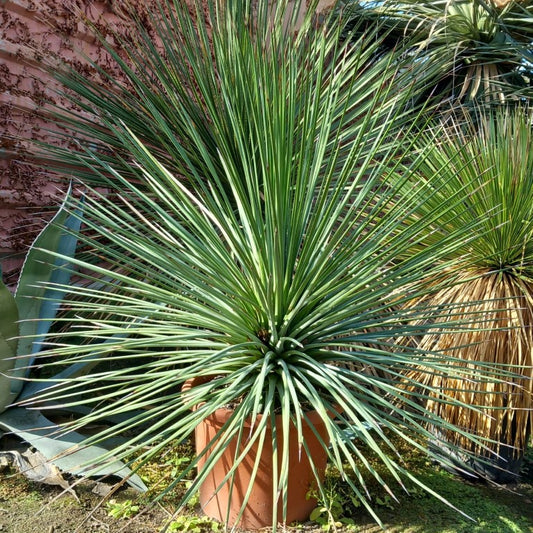 Agave striata double, diam. 110 cm, plant/total 90/120 cm (MT1)