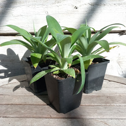 Agave attenuata, hauteur totale 25-30 cm