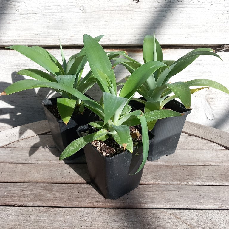 Agave attenuata, hauteur totale 25-30 cm