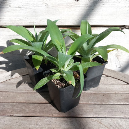 Agave attenuata, hauteur totale 25-30 cm