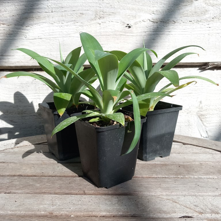 Agave attenuata, hauteur totale 25-30 cm