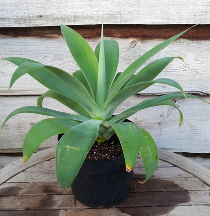 Agave attenuata, total height 45 cm (No. 1)