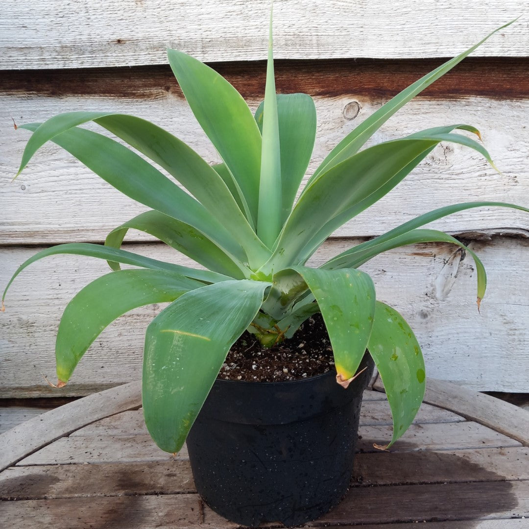 Agave attenuata, total height 45 cm (No. 1)