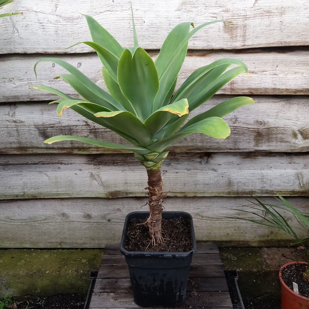 Agave attenuata, total height 100 cm (No. 2)