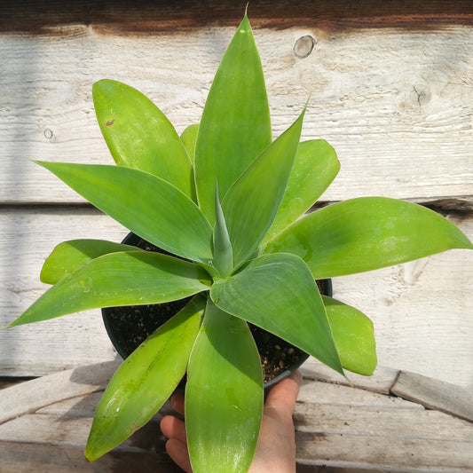 Agave attenuata, total height 35-40 cm