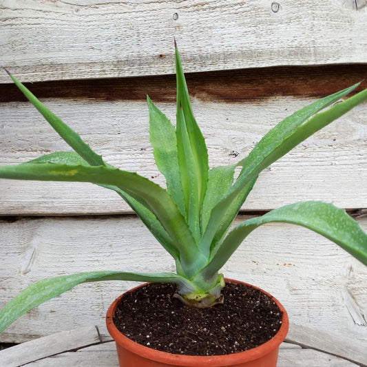 Agave fourcroydes plus pup, total 44 cm, diam. 52 cm, pot Ø 19 cm (No. 1)