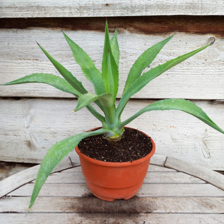 Agave fourcroydes plus pup, total 44 cm, diam. 52 cm, pot Ø 19 cm (No. 1)