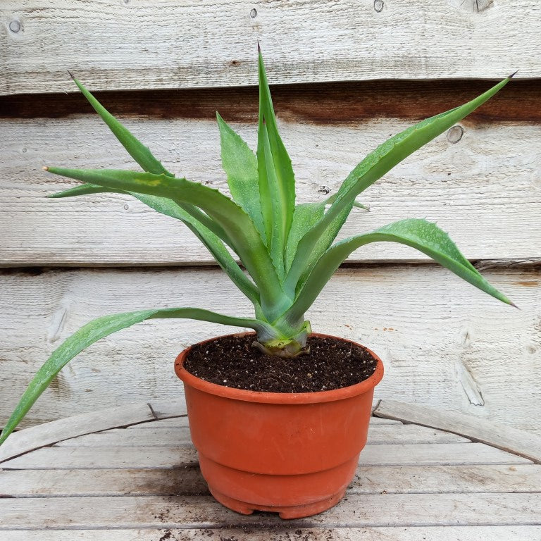 Agave fourcroydes plus pup, total 44 cm, diam. 52 cm, pot Ø 19 cm (No. 1)