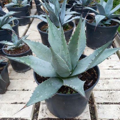 Agave havardiana