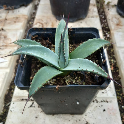 Agave havardiana