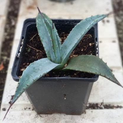 Agave havardiana