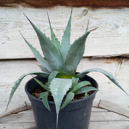 Agave havardiana + 4 shoots, pot 3 ltr. (No. 1)