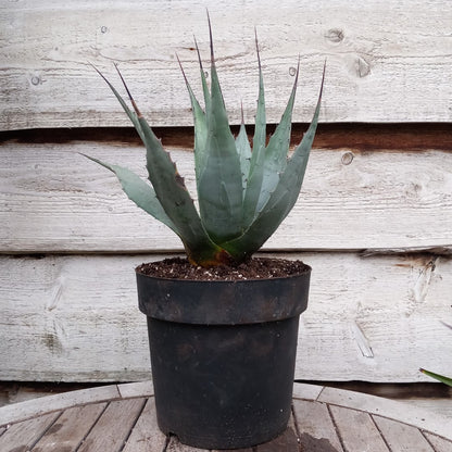 Agave neomexicana, total 45 cm, pot Ø20 cm (No. 1)