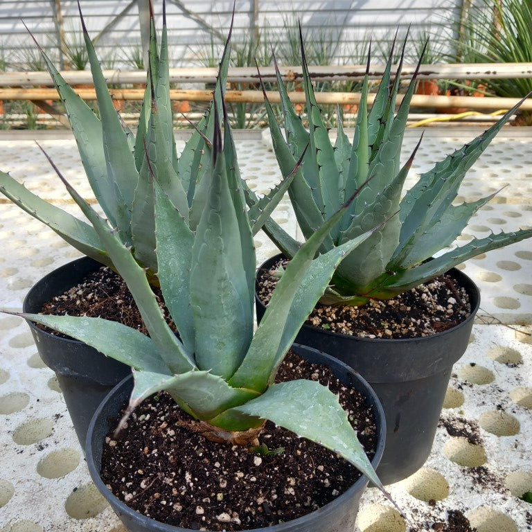 Agave parryi sp. neomexicana