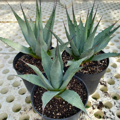 Agave parryi sp. neomexicana