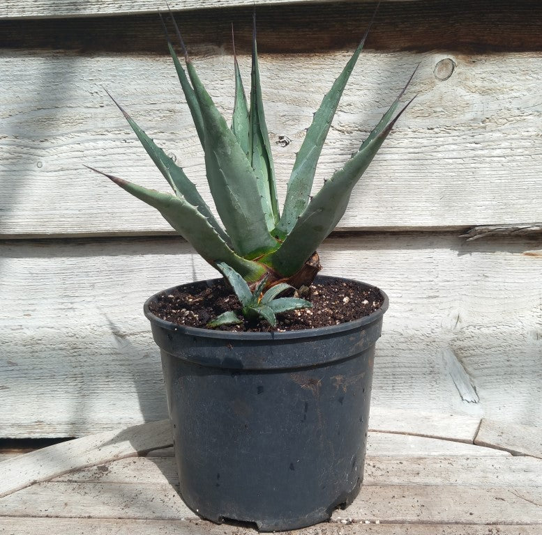 Agave neomexicana pot 19 cm 