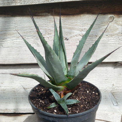 Agave neomexicana pot 19 cm 