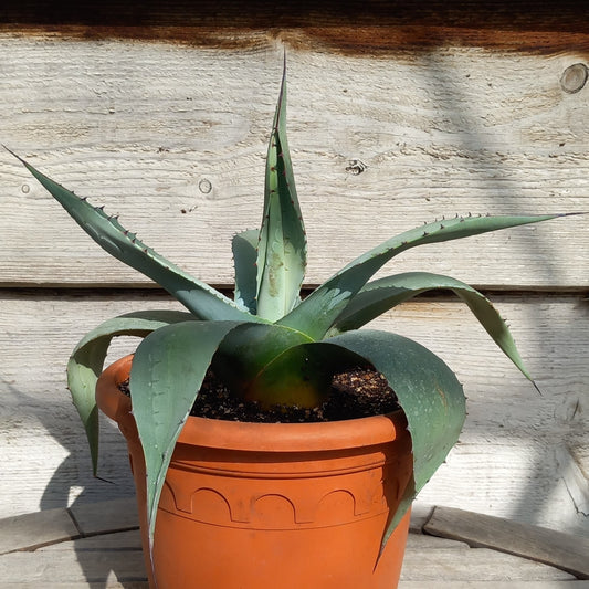 Agave ovatifolia, diam. 30 cm, pot Ø 19 cm (No. 3)