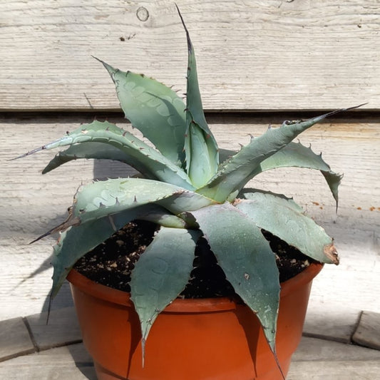 Agave ovatifolia, diam. 43 cm, pot Ø 20 cm (No. 4)
