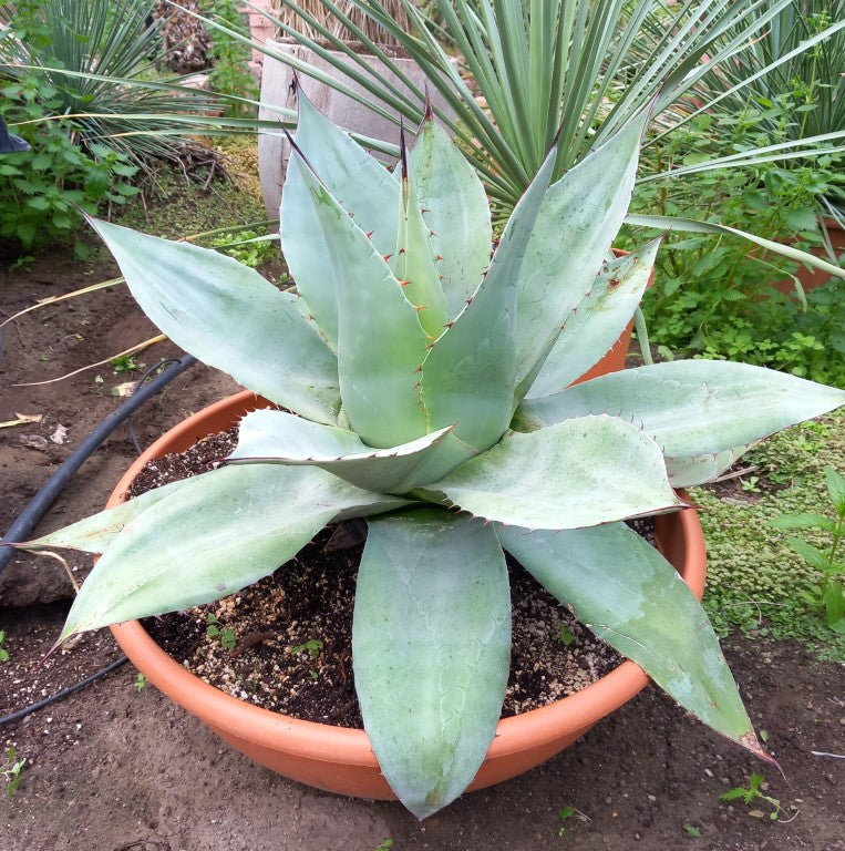 Agave ovatifolia, diam. 73 cm
