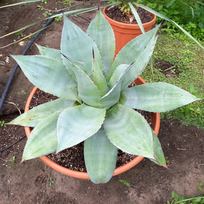 Agave ovatifolia, diam. 73 cm
