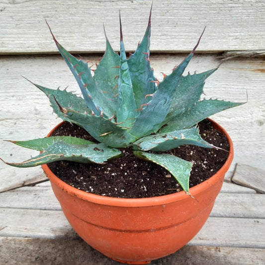 Agave parrasana, diam. 27  cm, pot Ø 19 cm (No. 1)