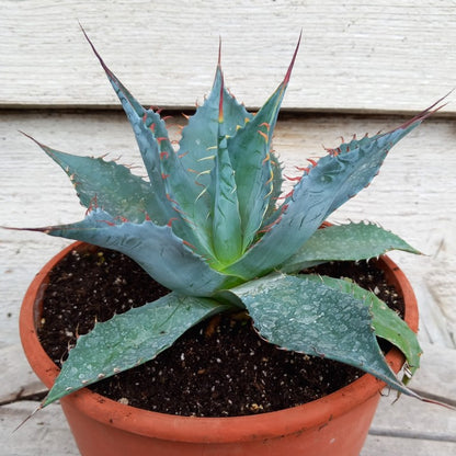 Agave parrasana, diam. 23  cm, pot Ø 19 cm (No. 2)