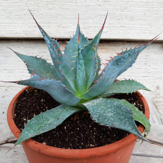 Agave parrasana, diam. 23  cm, pot Ø 19 cm (No. 2)
