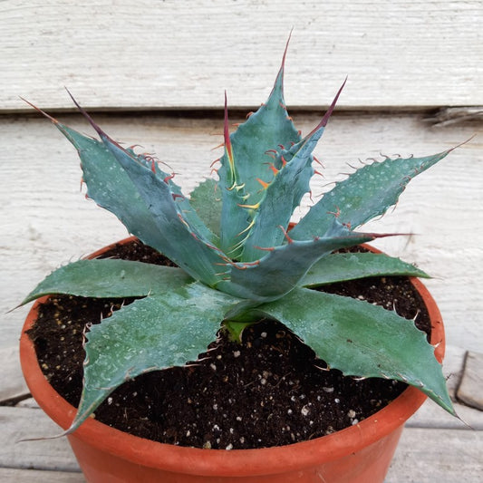 Agave parrasana, diam. 21  cm, pot Ø 19 cm (No. 3)