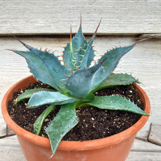 Agave parrasana, diam. 21  cm, pot Ø 19 cm (No. 4)