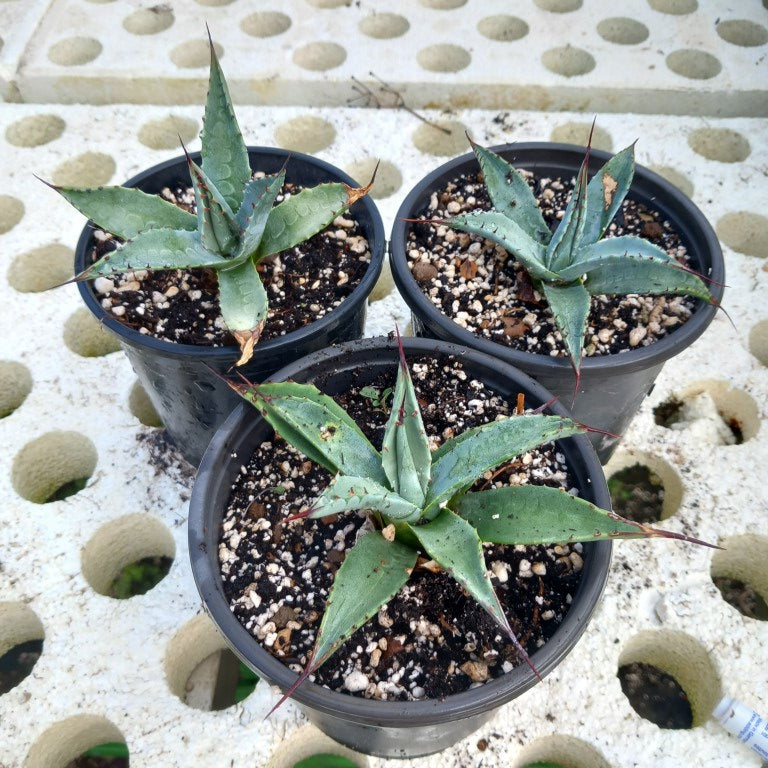 Agave parryi sp. neomexicana