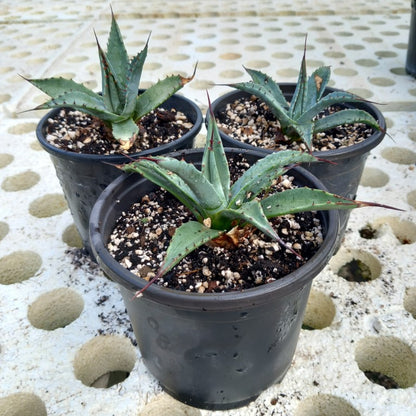 Agave parryi sp. neomexicana