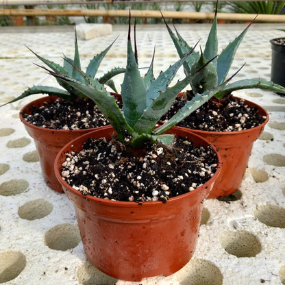 Agave parryi sp. neomexicana