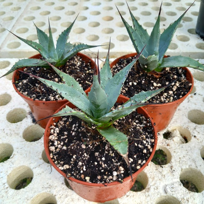 Agave parryi sp. neomexicana