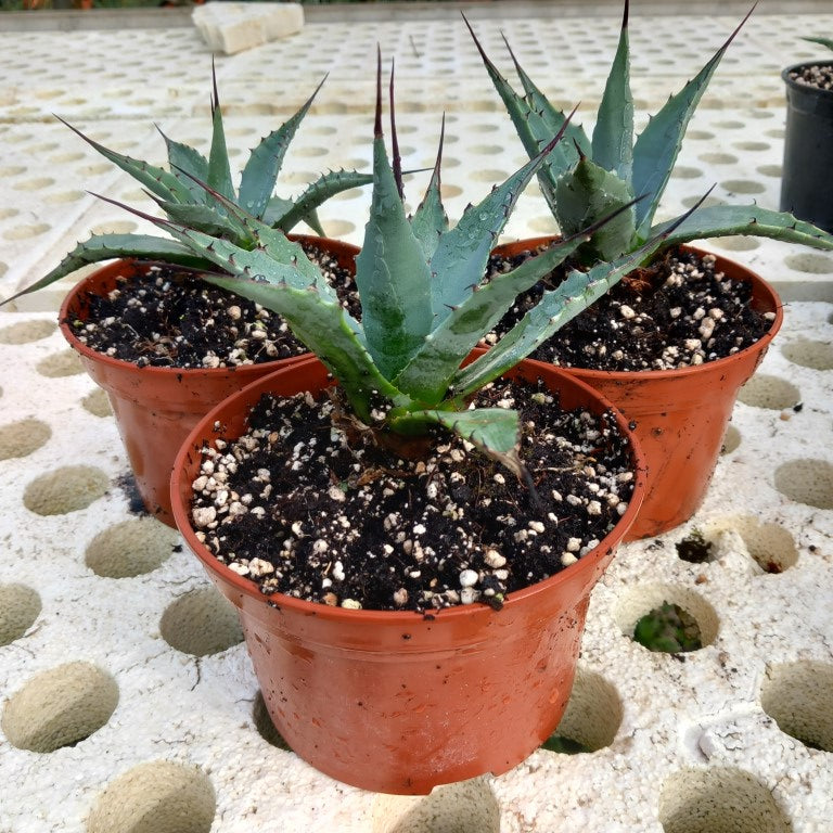 Agave parryi sp. neomexicana