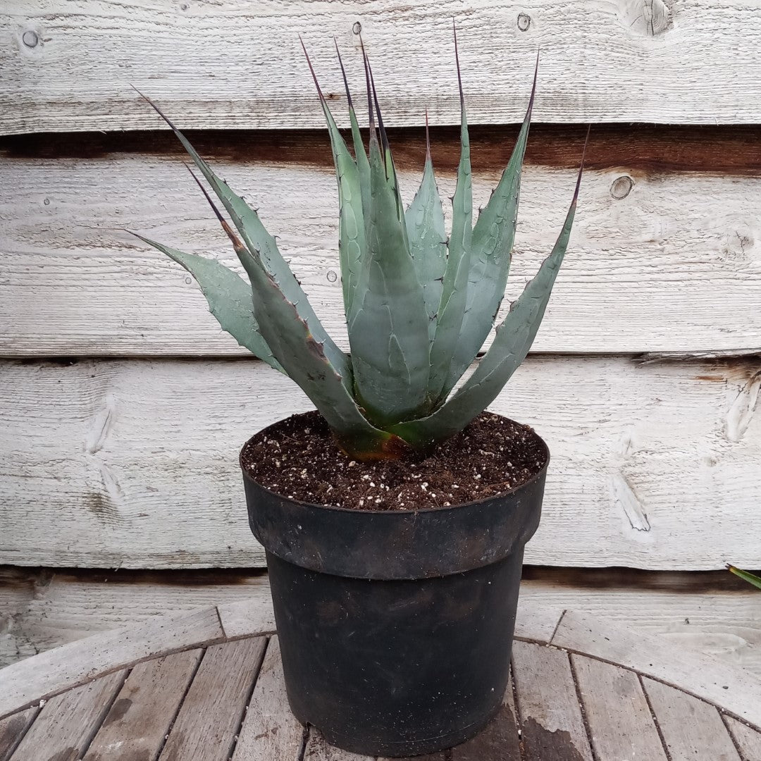 Agave neomexicana – Tropical Centre
