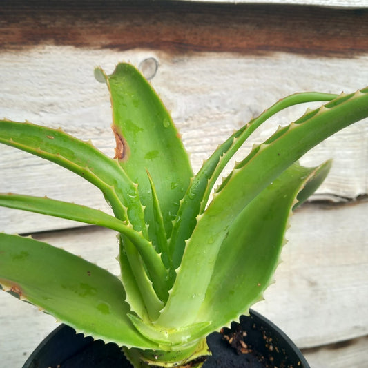 Aloe helenae, 3 ltr.