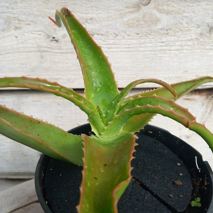 Aloe helenae, 3 ltr. pot
